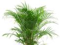 Palma betelowa (Areca catechu) - uprawa, pielęgnacja, podlewanie, praktyczne porady