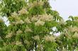 Jesion mannowy (Fraxinus ornus) - wymagania, uprawa, pielęgnacja