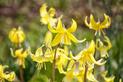 Psiząb - ciekawa roślina z rodziny liliowatych - uprawa, pielęgnacja, porady