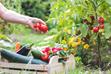 Terminy zbioru warzyw - pomidorów, papryki, ogórków, kabaczków i innych