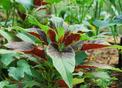 Szarłat trójbarwny (Amaranthus tricolor) - uprawa, pielęgnacja, porady praktyczne