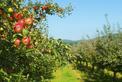 Stare odmiany jabłoni - przegląd sadzonek, uprawa, pielęgnacja