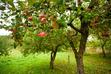 10 najpopularniejszych odmian jabłoni w Polsce - sprawdź je!