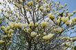 Magnolia żółta - odmiany, cena, uprawa, pielęgnacja, porady