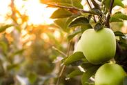 4 zimowe odmiany jabłoni, które warto znać - poznaj je wszystkie