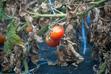 Brunatna plamistość liści pomidora - zwalczanie krok po kroku