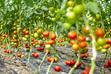 Pomidory rzymskie i pomidory śliwkowe - uprawa, pielęgnacja, sadzenie