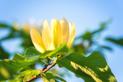 Magnolia ‘Yellow Bird’ - cena, uprawa, pielęgnacja, porady