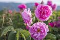 Róża damasceńska - właściwości, zastosowanie, sadzonki, pielęgnacja