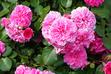 Róża stulistna (Rosa centifolia) - sadzonki, uprawa, pielęgnacja, właściwości