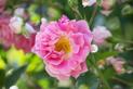 Róża francuska (Gallica versicolor) - sadzenie, uprawa, pielęgnacja