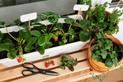 Sadzenie i uprawa truskawek na balkonie - poradnik praktyczny