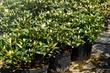 Sadzenie rododendronów krok po kroku - jak i kiedy sadzić?