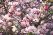 Ceny magnolii - zobacz, ile kosztują różne odmiany tego drzewa