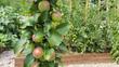 Jabłoń kolumnowa - odmiany, uprawa, pielęgnacja, cięcie, opinie