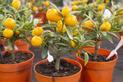 Drzewko pomarańczowe w domu - uprawa, pielęgnacja, porady