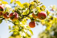 Najczęstsze choroby jabłoni - opisy i sposoby zwalczania