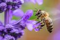 Stwórz ogród przyjazny dla pszczół