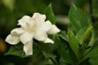 Kwiat gardenia jaśminowata - uprawa i pielęgnacja pięknego kwiatu