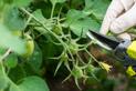 Jak przycinać pomidory - praktyczny poradnik cięcia krok po kroku