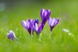 Fioletowe kwiaty: nazwy i top 10 fioletowych kwiatów ogrodowych
