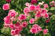 Róże wielkokwiatowe - odmiany, uprawa, pielęgnacja, ceny
