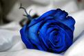 Niebieska róża - odmiany, sadzenie, uprawa, pielęgnacja