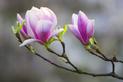 Sadzonki magnolii krok po kroku - rodzaje, ceny, opinie, porady