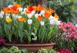 Uprawa tulipanów w doniczce krok po kroku - praktyczny poradnik