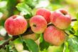 Popularne odmiany jabłoni. Zobacz, które gatunki warto wybrać do ogrodu