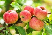 Popularne odmiany jabłoni. Zobacz, które gatunki warto wybrać do ogrodu