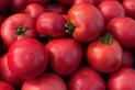 Pomidor Malinowy - informacje, uprawa, pielęgnacja, podlewanie