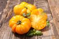 Żółte pomidory - odmiany, uprawa, pielęgnacja, porady praktyczne