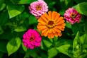 Najlepsze kwiaty ogrodowe - te 10 kwiatów skradnie wasze serca
