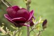 Magnolia 'Genie' - opis, sadzenie, uprawa, rozmnażanie