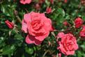 Róża parkowa - odmiany, opis, cena, pielęgnacja, porady