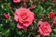 Róża parkowa - odmiany, opis, cena, pielęgnacja, porady