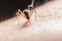 Komary – jak się ich pozbyć?