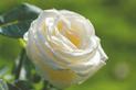 Róża Chopin – charakterystyka, uprawa, ceny sadzonek, porady