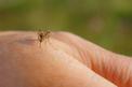 Domowe sposoby na komary. Zobacz, jak w ekologiczny sposób pozbyć się komarów