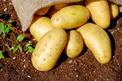 Uprawa ziemniaków na działce