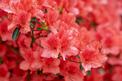 Rododendron - odmiany oraz uprawa