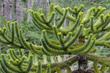 Małpie drzewo (Araucaria chilijska) - charakterystyka, występowanie, uprawa