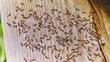 Jaki preparat na mrówki wybrać? Oto 5 najlepszych środków