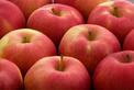 Jabłoń Idared - opis, uprawa, ceny sadzonek, ciekawostki