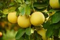 Pomarańcza olbrzymia (pomelo) - opis, wartości odżywcze, wykorzystanie