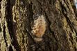 Brudnica mniszka - szkodnik zaatakował drzewa? Skuteczne pułapki i preparaty