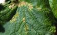Zgorzel - skuteczne preparaty do walki z chorobą roślin