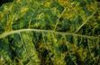 Mozaika - wirusy zaatakowały rośliny - zwalczanie, skuteczne opryski