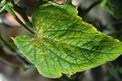 Parch dyniowatych - jak przeciwdziałać? Środki ochrony roślin, opryski i preparaty